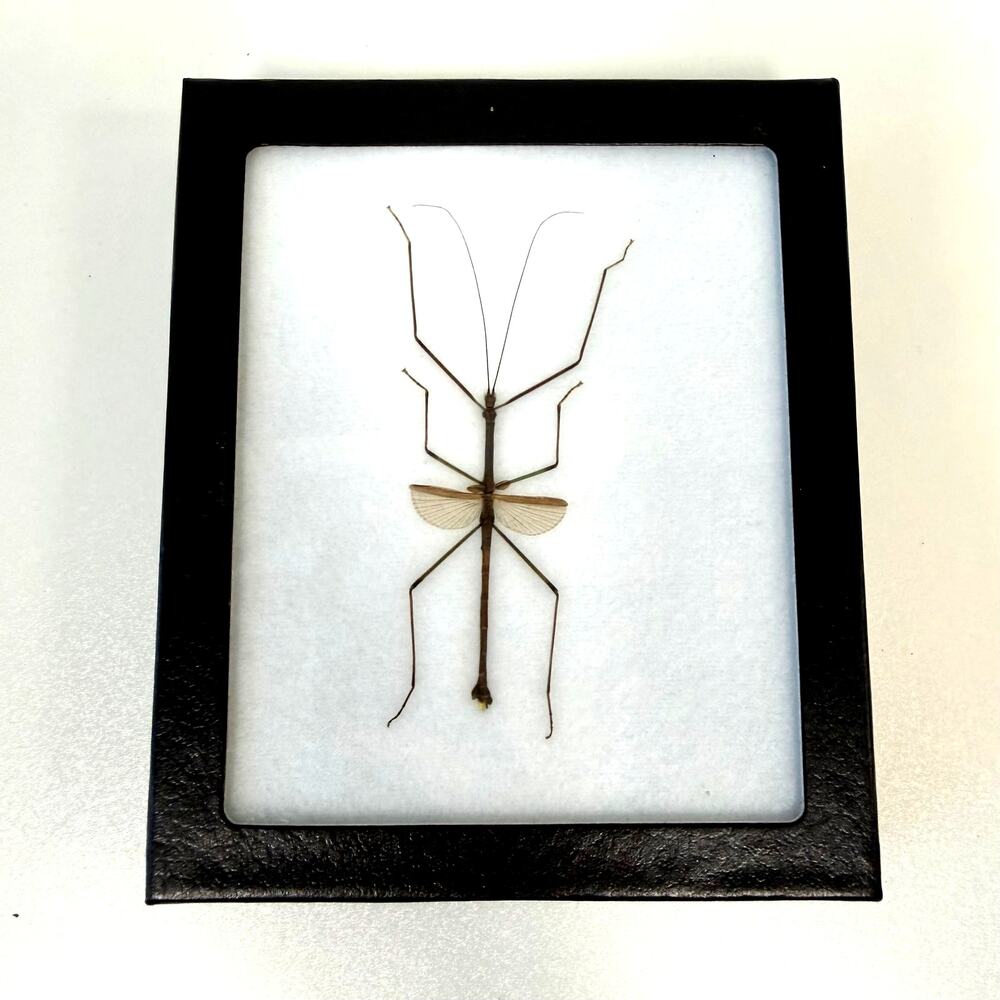 Framed Real Preserved Stick Insect Decor Art Made in USA 5.25"x6.25"